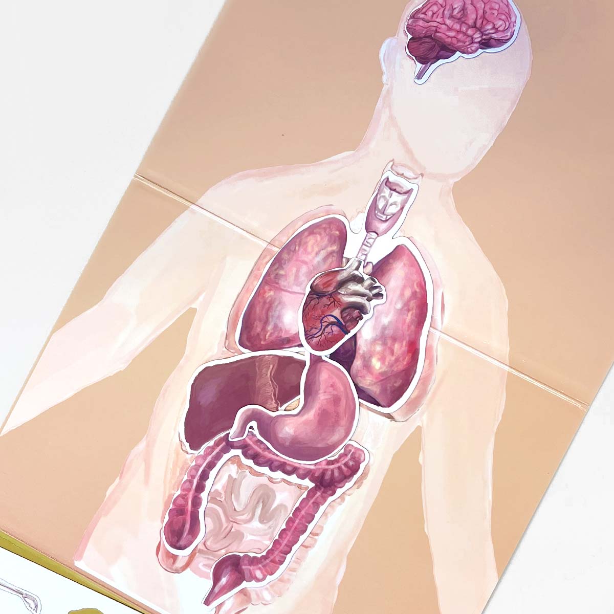 MAGBOOK - Human body - magnetic book