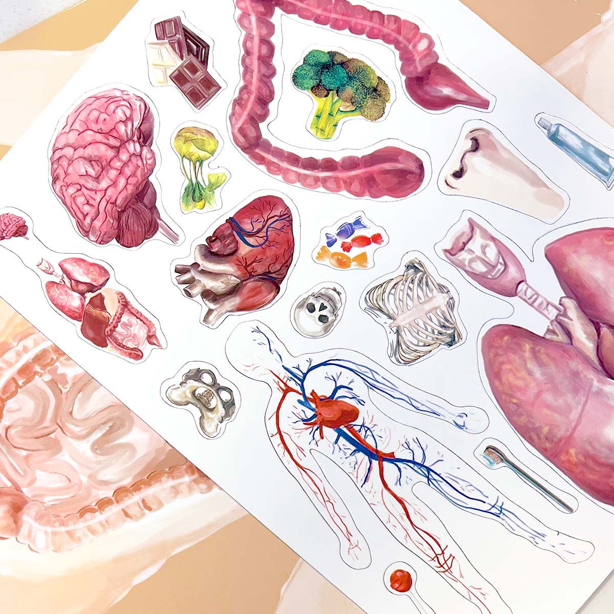 MAGBOOK - Human body - magnetic book