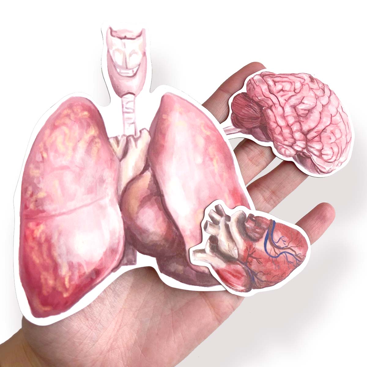 MAGBOOK - Human body - magnetic book